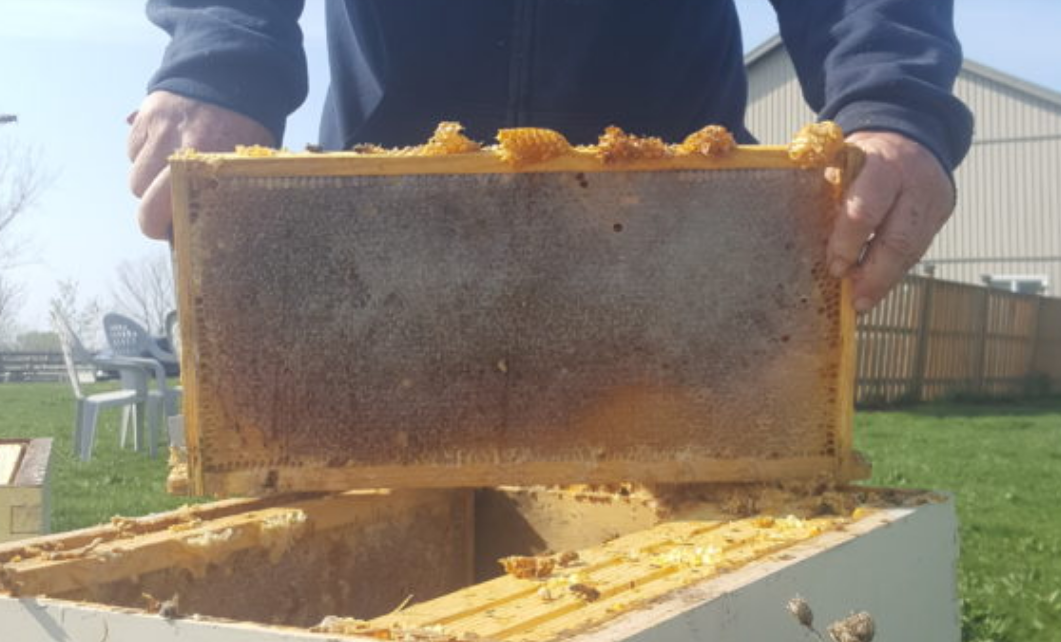B-Y's Honey Farm  /  Unger's Contracting - Honey Products in Niagara On The Lake, Ontario